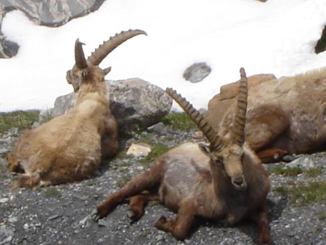 La petite étoile d'hôtes en Mercantour Saint-Dalmas-le-Selvage Esterno foto
